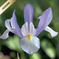 Īrisi Holandes CLAIRE'S DELIGHT 8/9 150gab