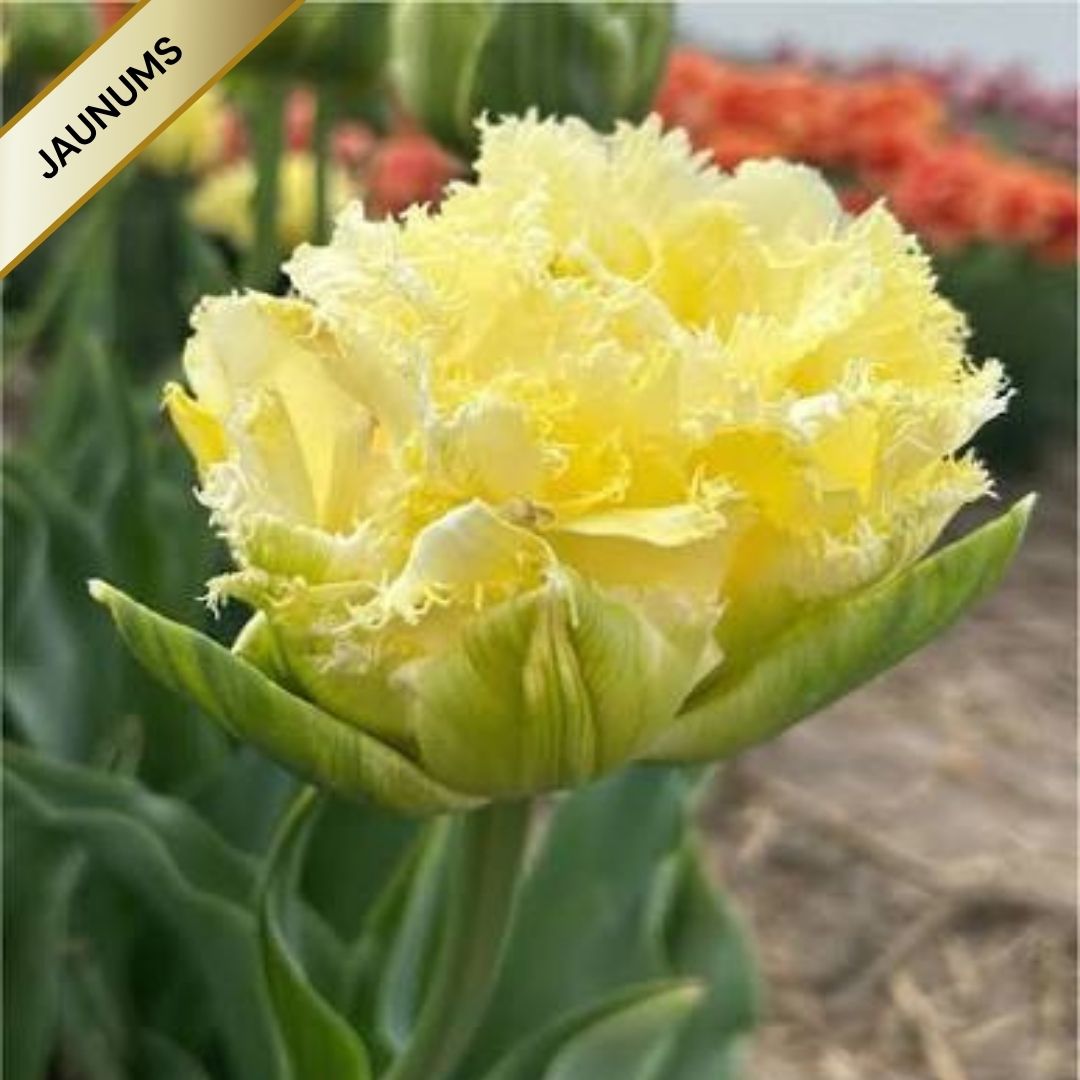 Tulpes bārkšziedu VANILLA DANCE 12/+ 60gab