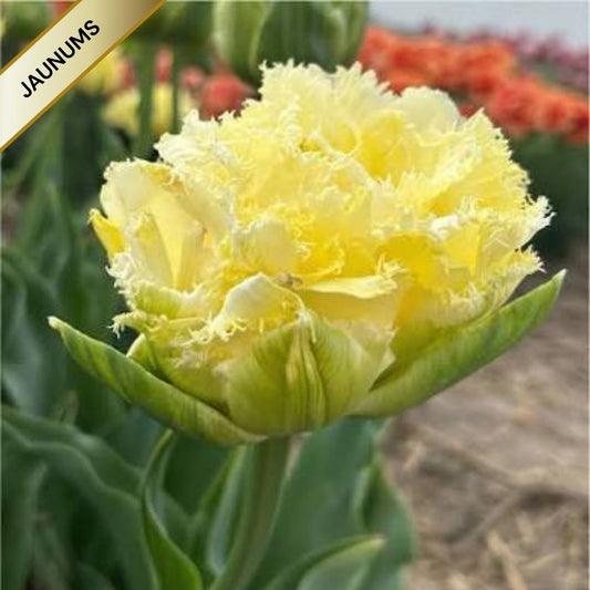 Tulpes bārkšziedu VANILLA DANCE 12/+ 60gab