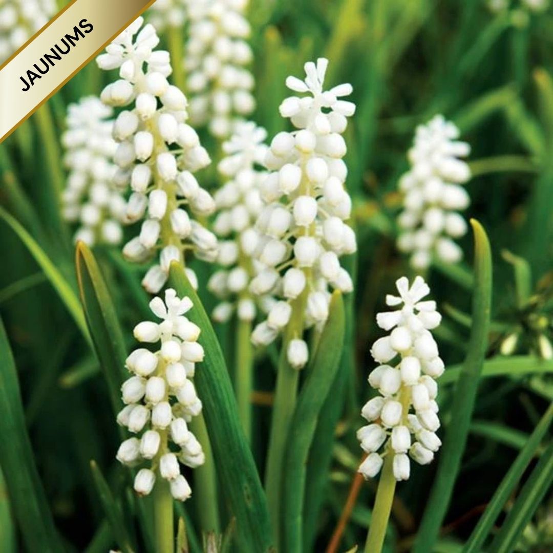 Muskares WHITE MAGIC 7/8 150gab