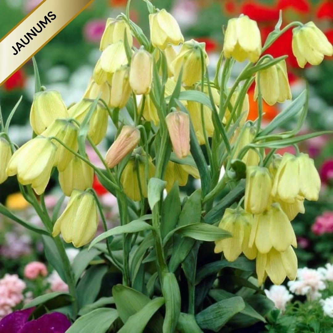 Fritilārijas bālziedu 8/10 50gab