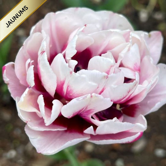 Tulpes pildītās LA DELICATESSE 12/+ 60gab