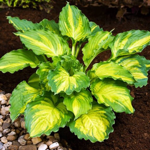 Hostas LAKESIDE PAISLEY PRINT 8gab