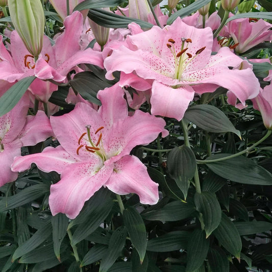 Lilijas Austrumu JOSEPHINE 16/18 20gab