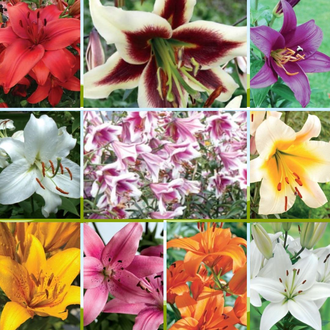 Lilijas Izlase 16/18 10 šķirnes vienā vitrīnā 100gab