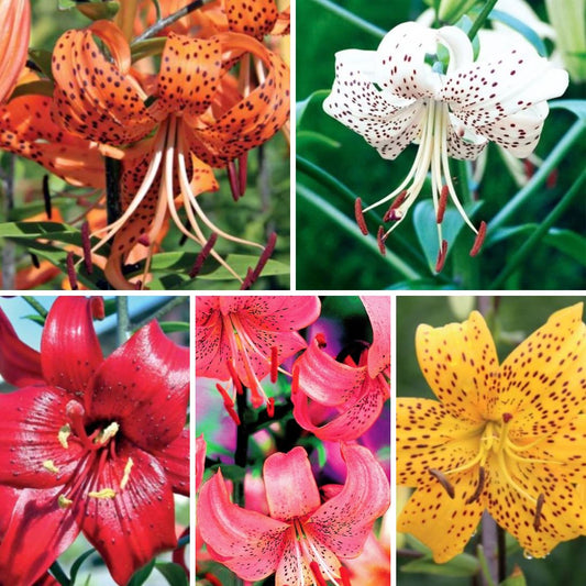Lilijas Tīģerlilijas Izlase 16/18 100gab