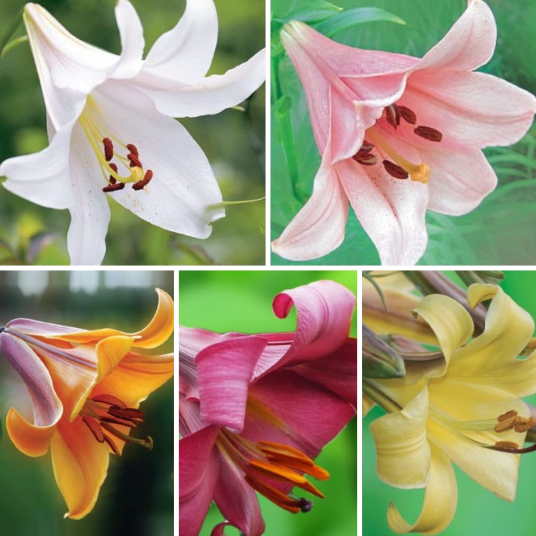 Lilijas Trompetlilijas Izlase 16/18 100gab