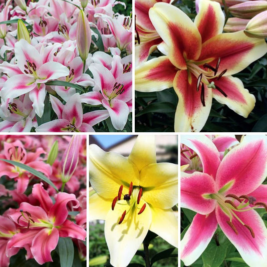 Lilijas Lilijkoks Izlase Nr. 1, 100gab
