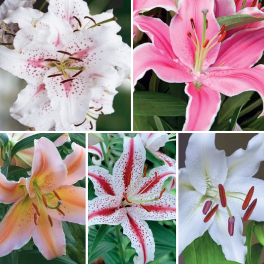 Lilijas Austrumu Izlase 100gab