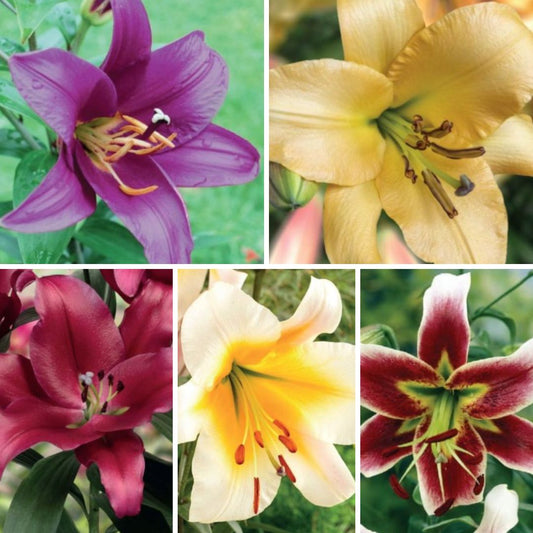 Lilijas Lilijkoks Izlase Nr. 3, 16/18 100gab