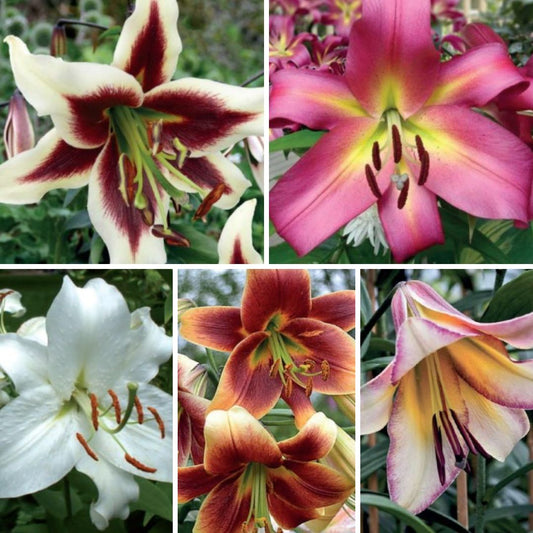 Lilijas Lilijkoks Izlase Nr. 2, 100gab