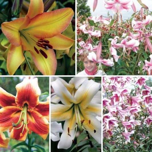Lilijas Lilijkoks Izlase Nr. 1, 100gab