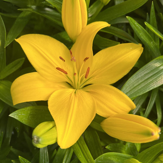 Lilijas Āzijas (podu) TINY RANGER 16/18 20gab