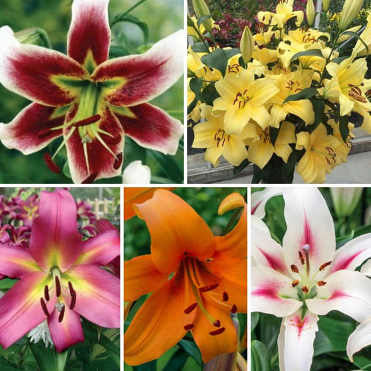 Lilijas Lilijkoks Izlase Nr. 2, 100gab