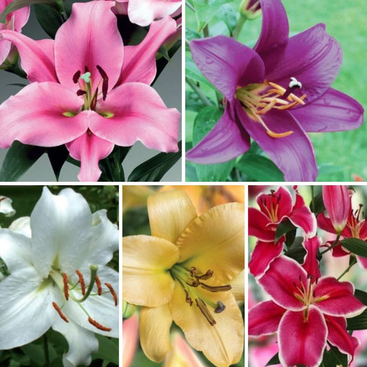 Lilijas Lilijkoks Izlase Nr. 3, 100gab