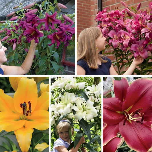 Lilijas Lilijkoks XXL Izlase 100gab