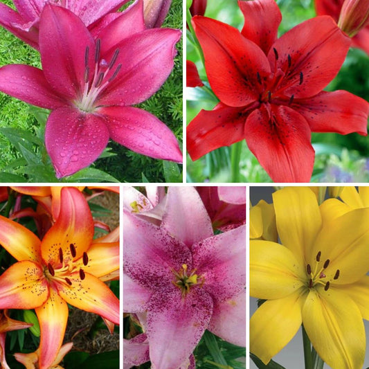 Lilijas LA Izlase 100gab