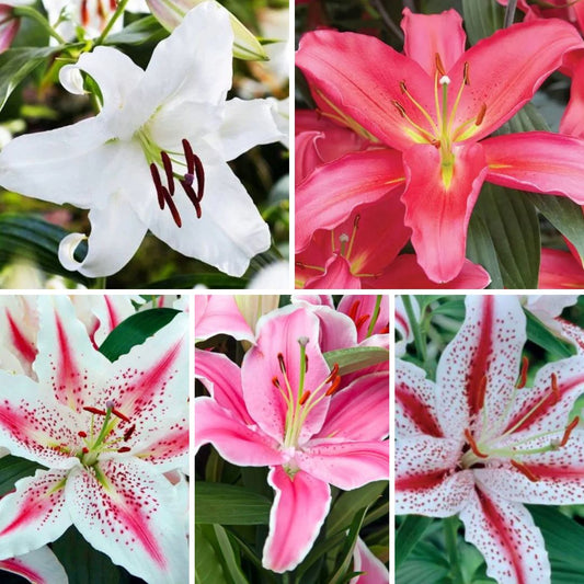 Lilijas Austrumu Izlase Nr. 1, 100gab