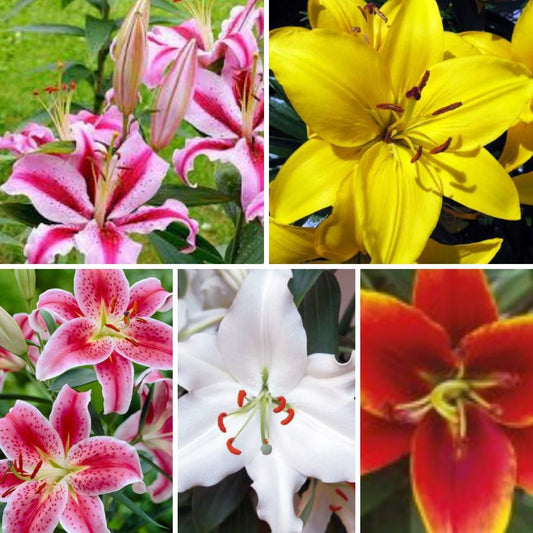 Lilijas Austrumu Izlase Nr. 2, 100gab
