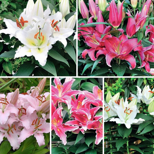 Lilijas Austrumu (podu) Izlase 25gab