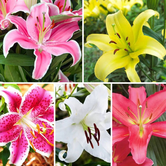 Lilijas Austrumu XXL Izlase 20gab