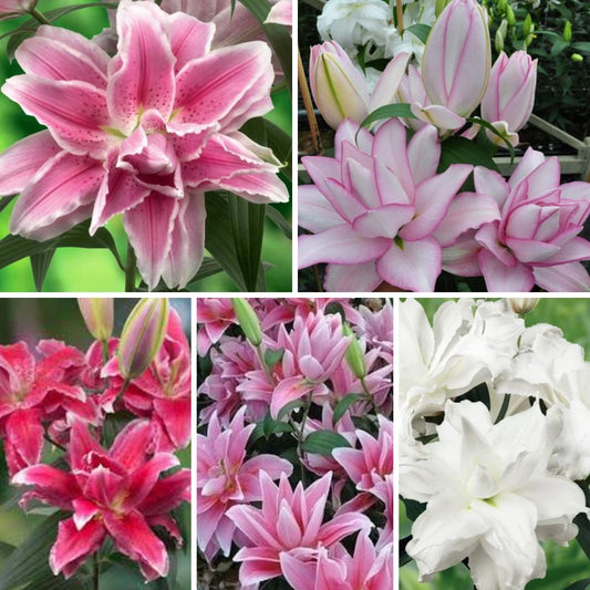 Lilijas Pildītās ROSELILY Izlase 25gab