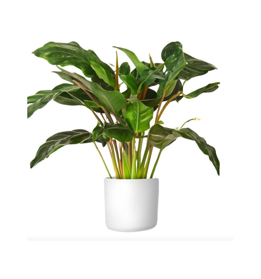 Puķu pods 18cm plastmasas balts Lora