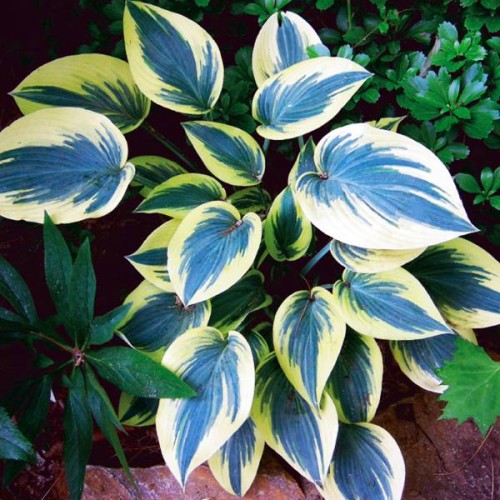 Hostas MINI FROST 8gab