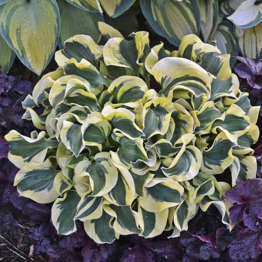 Hostas MINI SKIRT 8gab