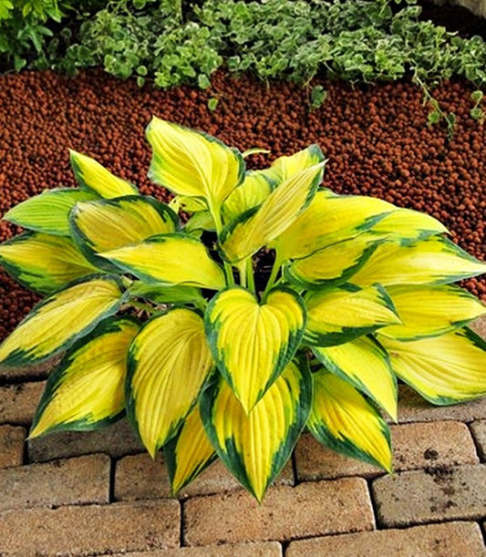 Hostas ORANGE MARMALADE 8gab