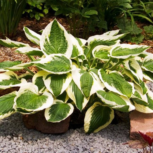 Hostas PATRIOT  8gab