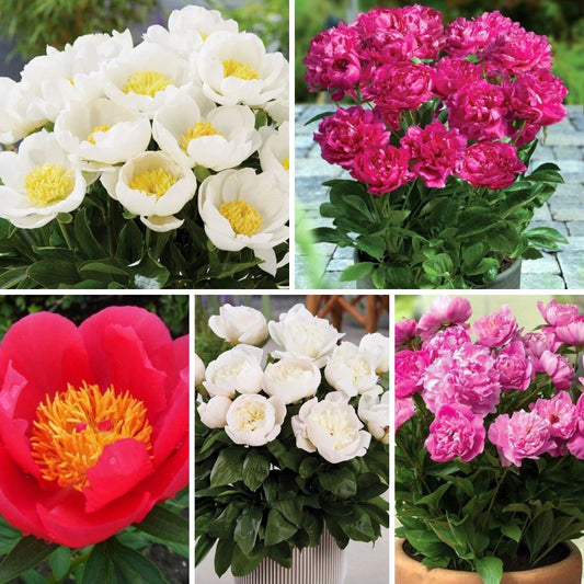 Peonijas Izlase Nr.5  5šķirnes 30gab