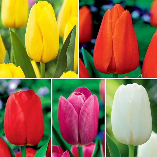 Tulpes promotion 10/11 Izlase Nr. 1,  200gab
