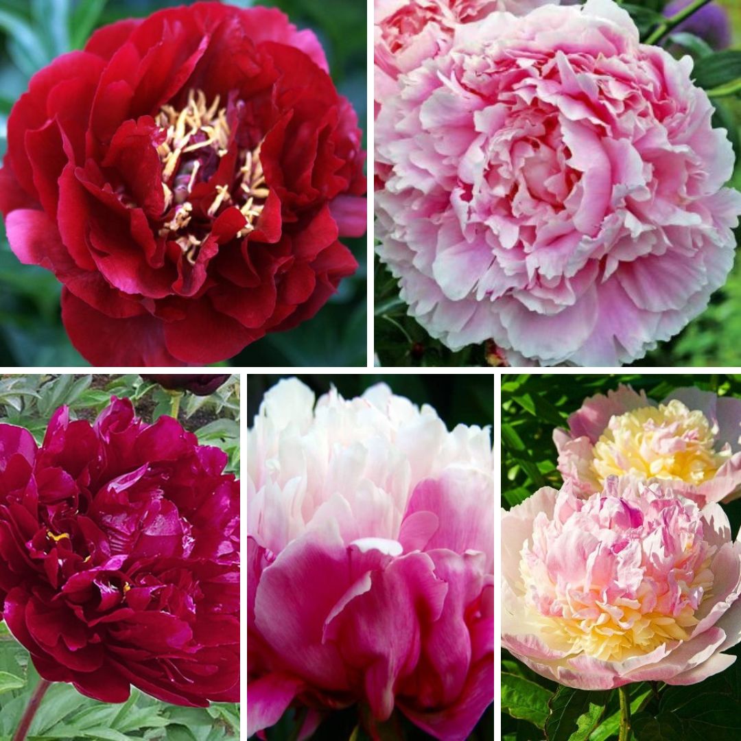 Peonijas Izlase Nr.1  5šķirnes 30gab