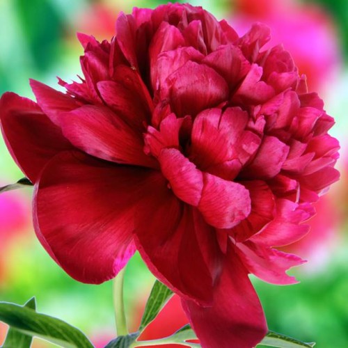 Peonijas RUBRA PLENA 6gab