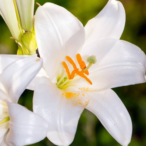 Lilijas Baznīcas lilijas SVĒTĀ JOZEFA 20/22 8gab