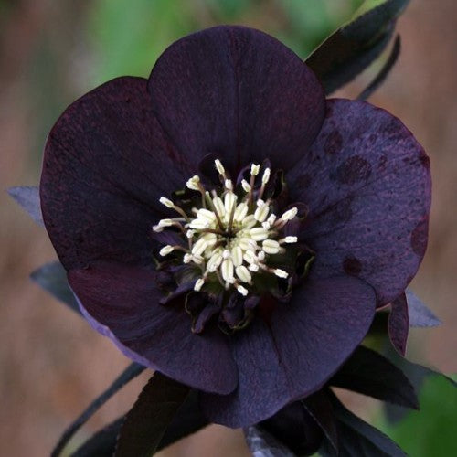 Sniegarozes Ziemziedes Black Beauty 8gab