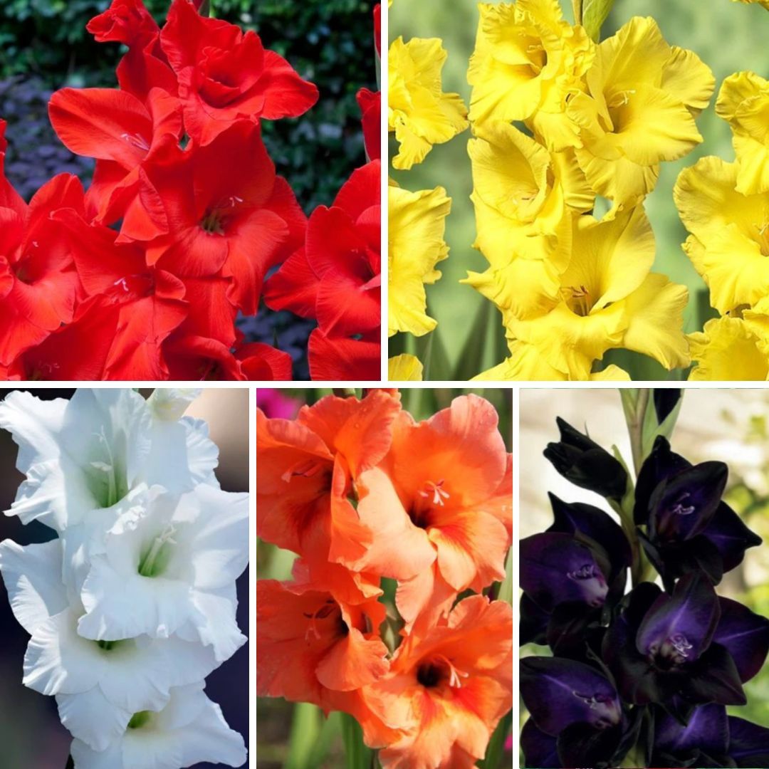 Gladiolas lielziedu Izlase Nr.10  14/+ 150gab