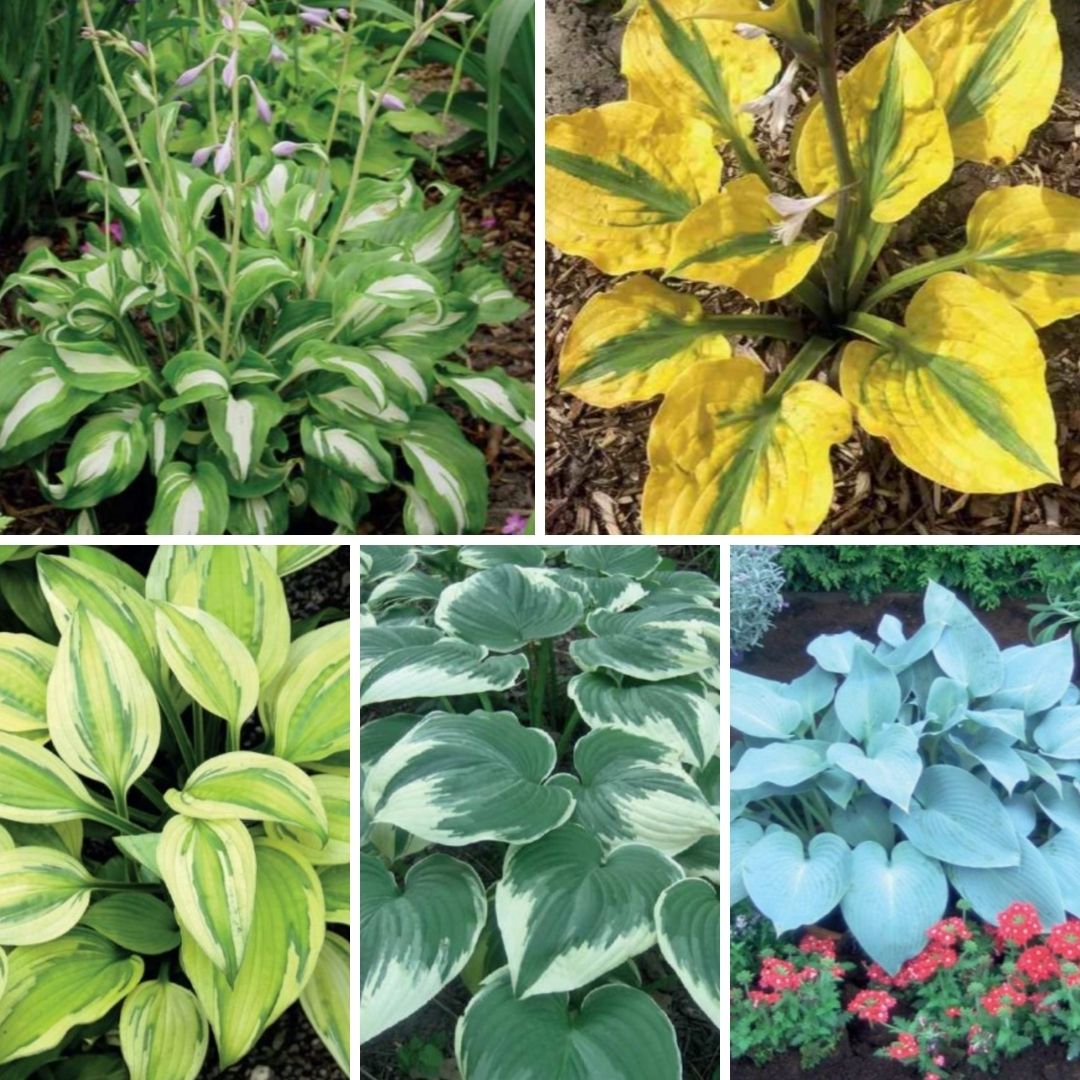 Hostas izlase Nr.5, 40gab