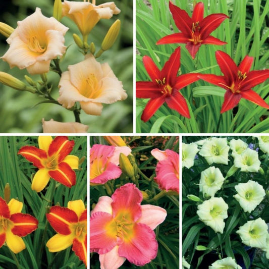 Dienlilijas Izlase Nr. 5  20gab