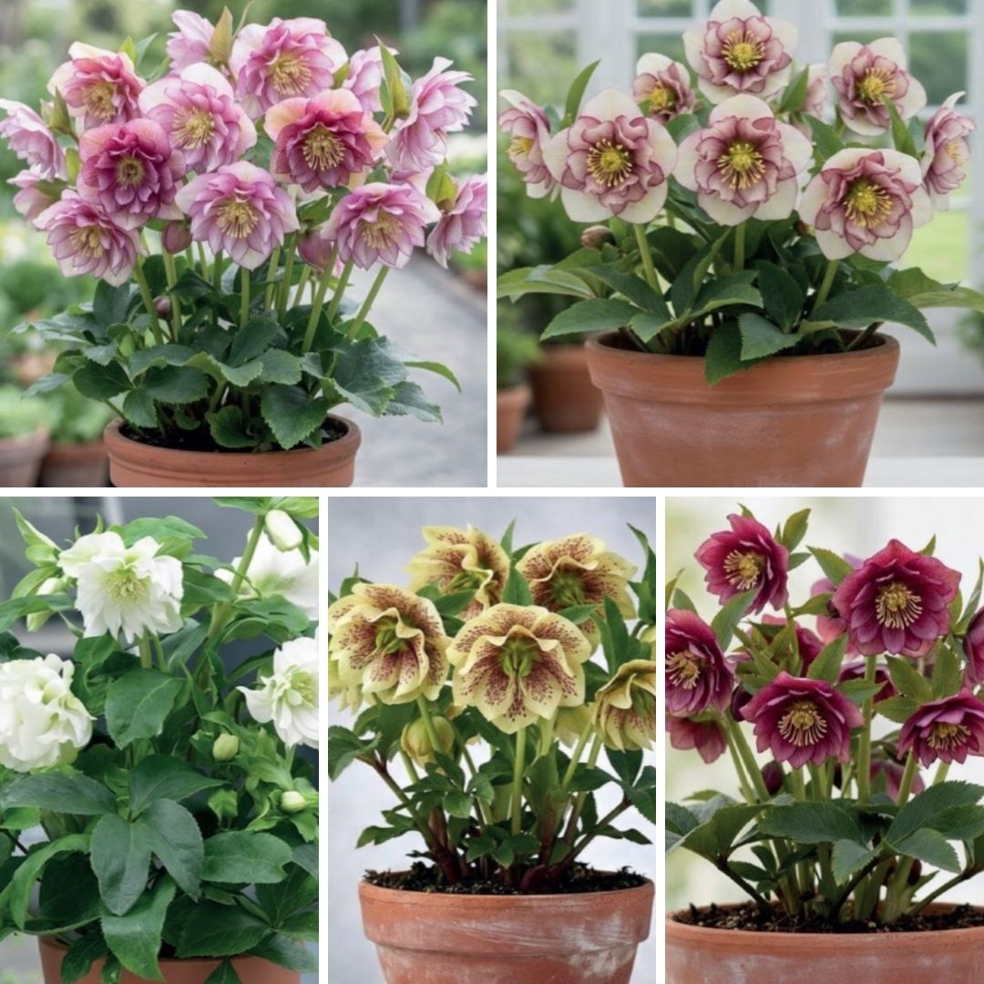 Sniegarozes Izlase  15gab