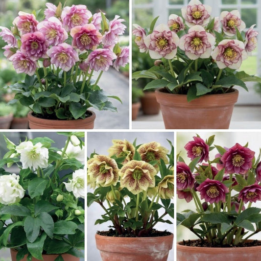 Sniegarozes Izlase  15gab