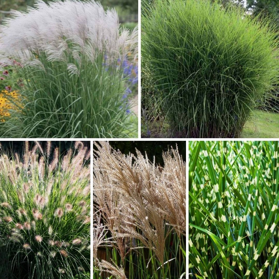 Graudzāles Izlase 20gab