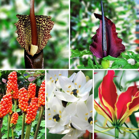 Dažādu pavasarī stādāmo puķu Izlase Nr.3 100gab