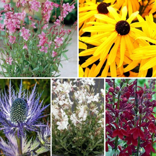 Dažādu pavasarī stādāmo puķu Izlase Nr. 5 20gab