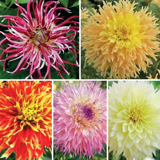 Dālijas kaktusziedu Izlase Nr.4 20gab