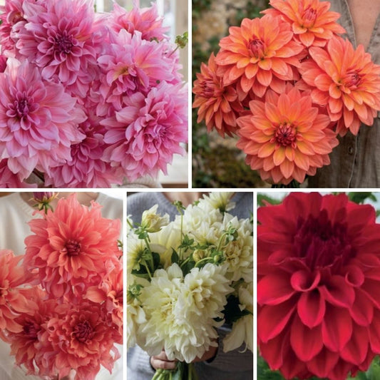 Dālijas dekoratīvās Izlase Nr. 8  20gab