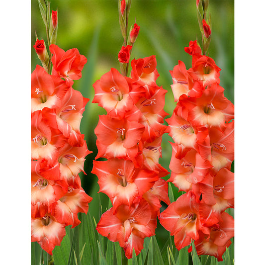 Gladiolas lielziedu SALMON STAR 12/14  80gab