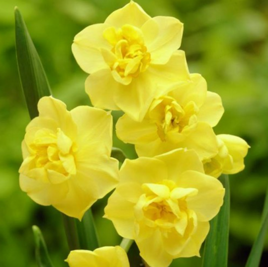 Narcises smaržīgās YELLOW CHEERFULNESS 14/16 40gab