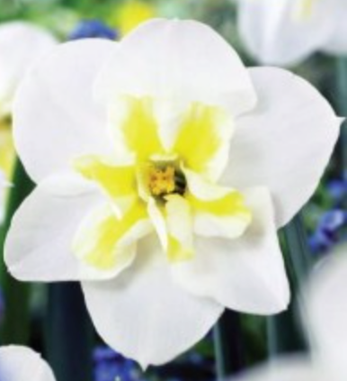 Narcises šķeltvainadziņu LEMON BEAUTY 12/14 40gab